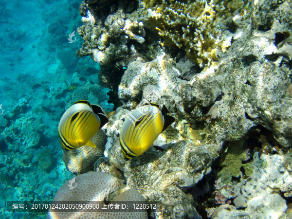 珊瑚魚(yú)-匯圖網(wǎng) www.fosd68.com 珊瑚魚(yú)