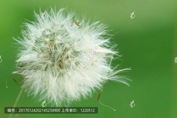 蒲公英