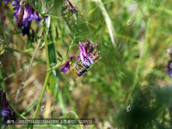 蜜蜂倒掛在紫色的花戶外