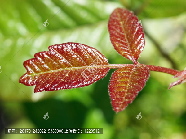 三紅的葉子和綠色的背景圖片