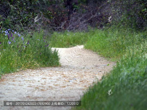 低視野的戶外散步路徑綠草和花