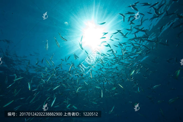 海洋；魚和太陽