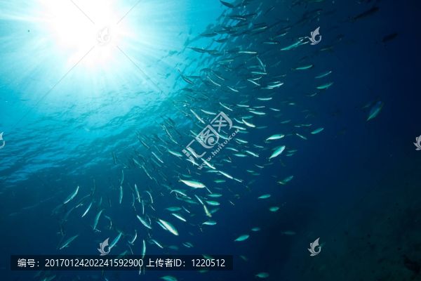 海洋；魚和太陽
