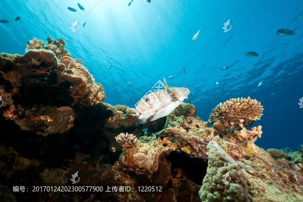 科-匯圖網(wǎng) www.fosd68.com 科