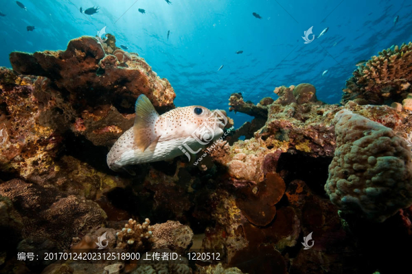 科-匯圖網(wǎng) www.fosd68.com 科