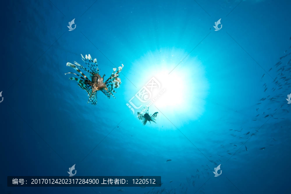 海洋；獅子魚和太陽