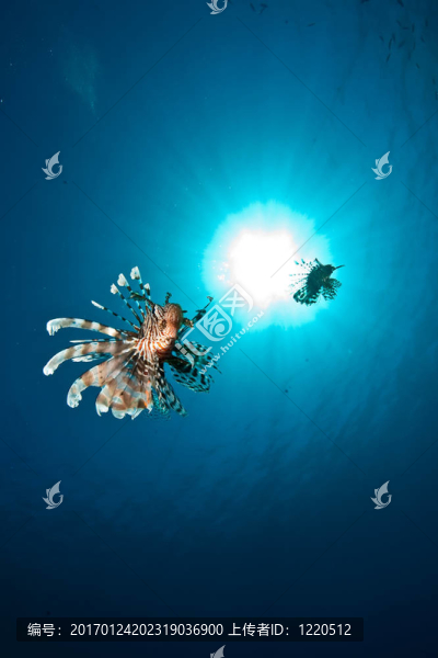 海洋；獅子魚和太陽