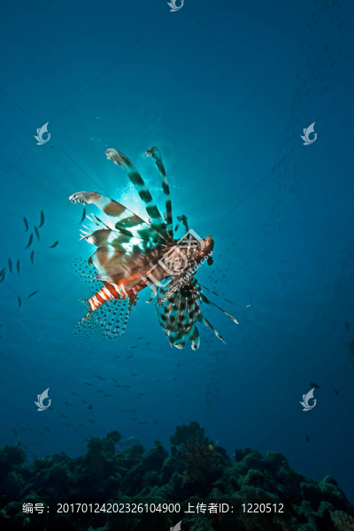 海洋；獅子魚和太陽(yáng)