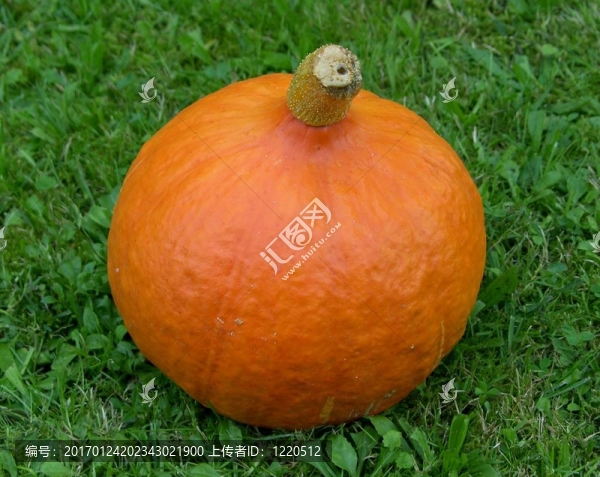 南瓜醬