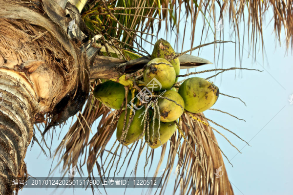 椰子-匯圖網(wǎng) www.fosd68.com 椰子