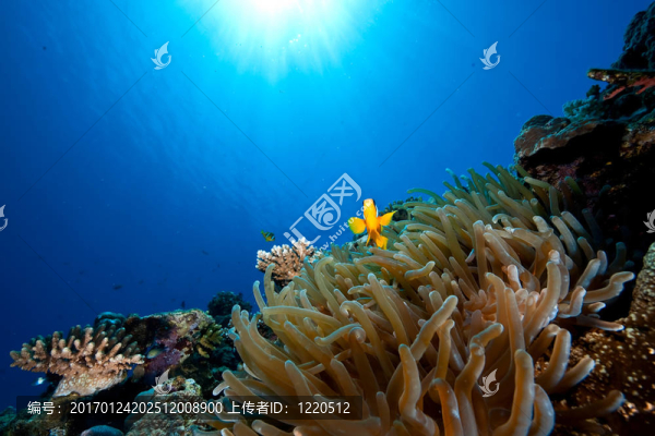 海洋和銀蓮花