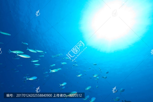 海洋；魚和太陽