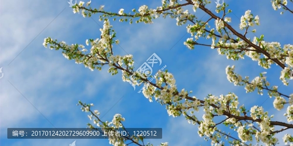 白色的梅花