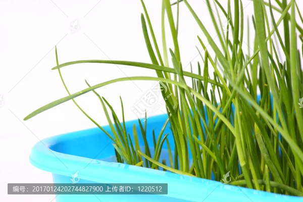 草