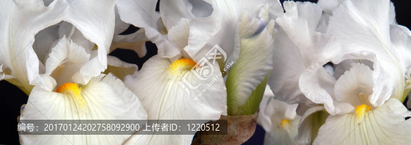 全景的白色鳶尾花