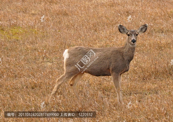 雌鹿