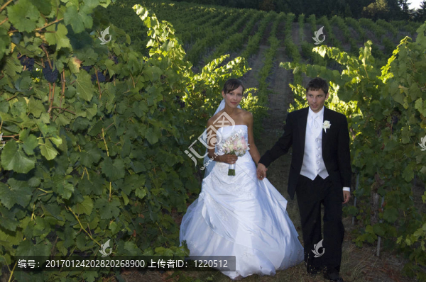 在一個(gè)葡萄園的新婚夫婦