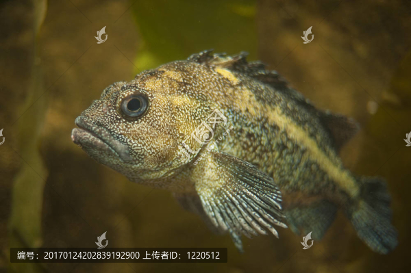 石斑魚