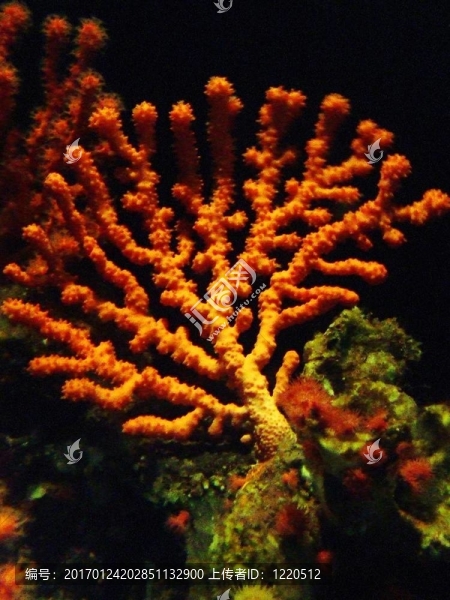 珊瑚-匯圖網(wǎng) www.fosd68.com 珊瑚