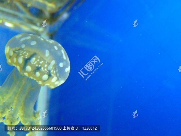 斑點(diǎn)水母
