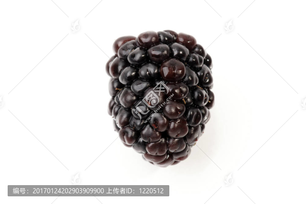 孤獨的黑莓