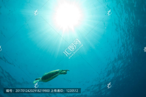 海洋與綠海龜