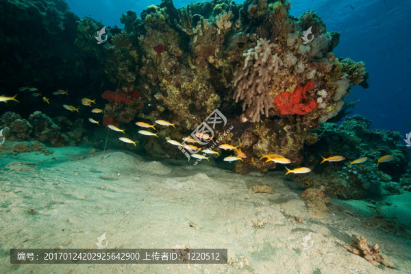 海洋和魚