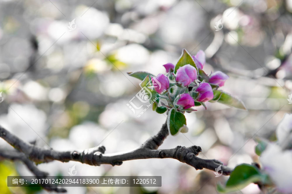 蘋果芽