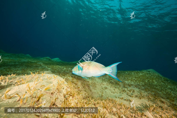海洋和鸚嘴魚