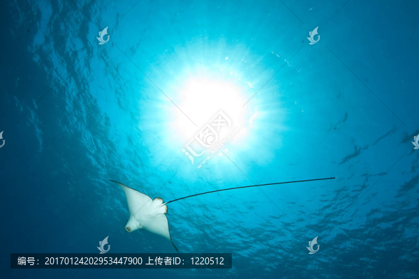 海洋；太陽和斑鷹