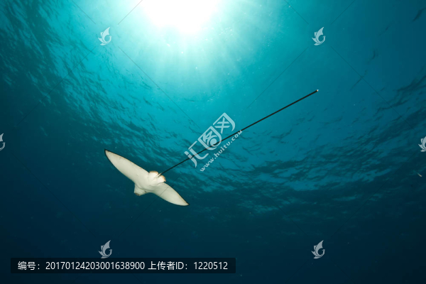 海洋；太陽和斑鷹