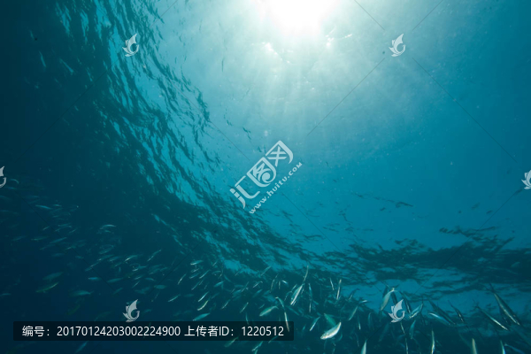 海洋；太陽和魚