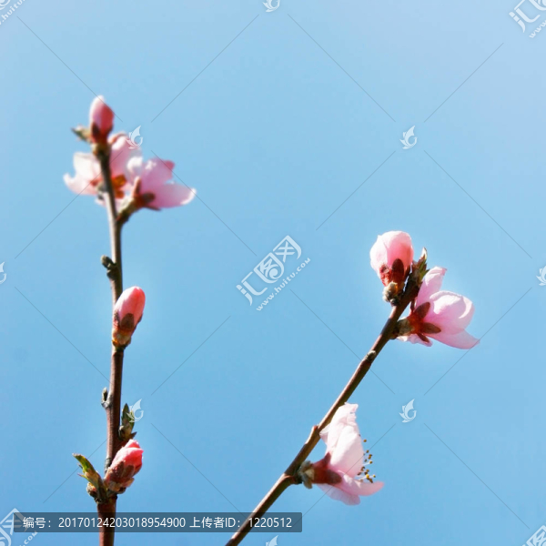藍(lán)色背景上的春天花