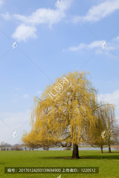柳樹景觀