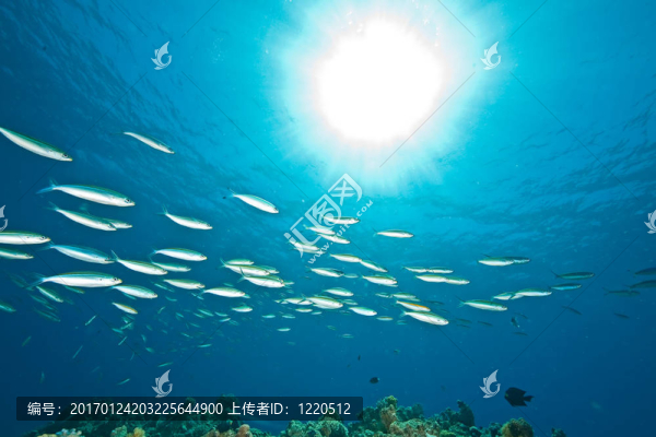 海洋；魚和太陽(yáng)