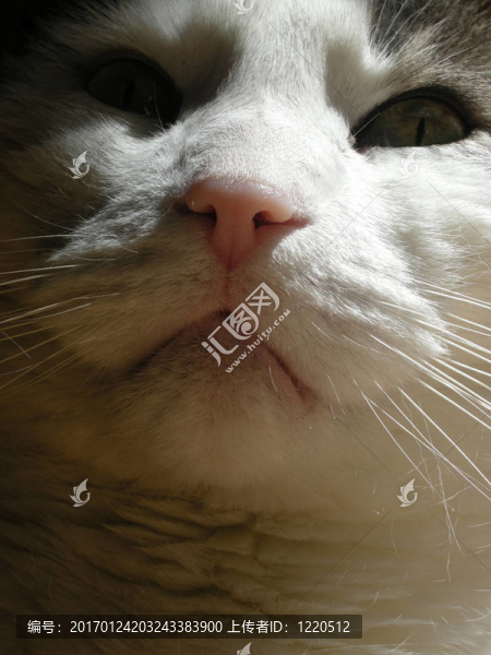灰色和White,Cat