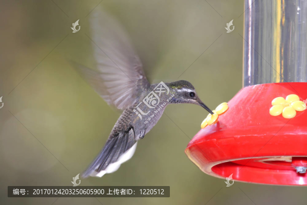 藍(lán)喉蜂鳥（Lampornis,clemenciae）