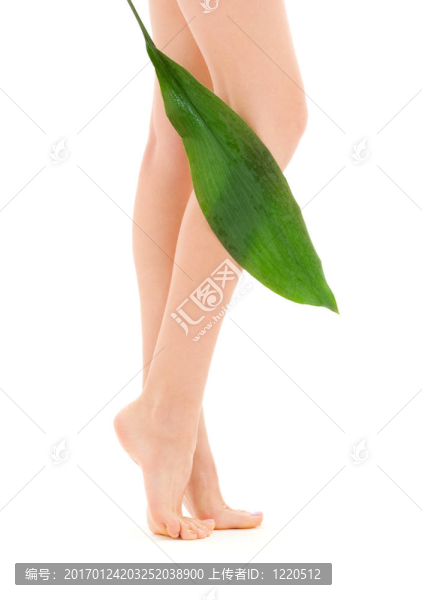 綠葉女腿