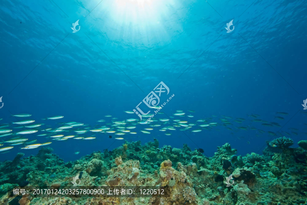 海洋；魚和太陽(yáng)