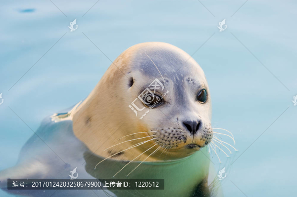 港灣海豹