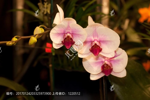 蝴蝶蘭