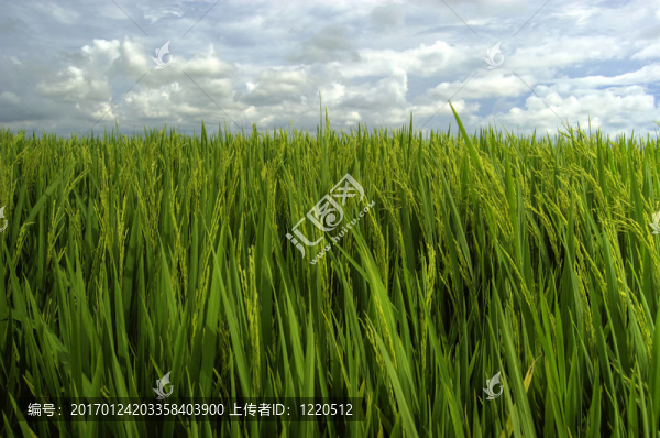 稻田