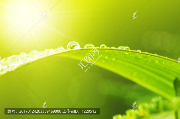 帶著露珠的綠葉