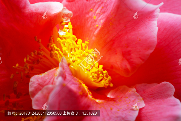 茶韻花香