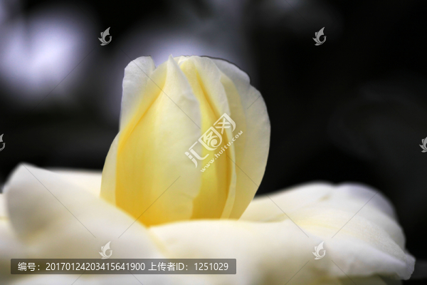 茶韻花香