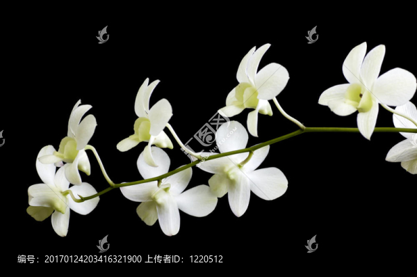 蘭花