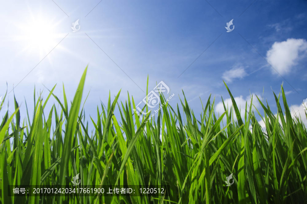 綠草和天空