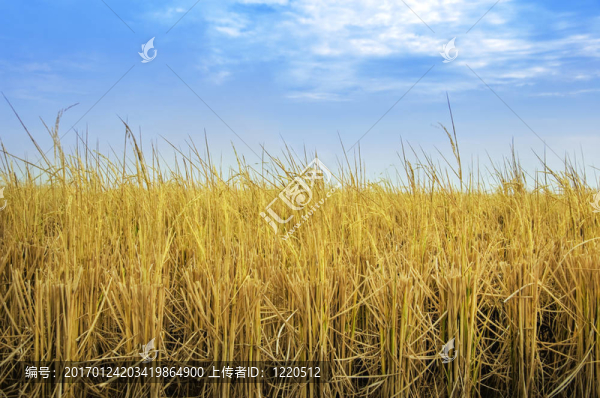 稻田