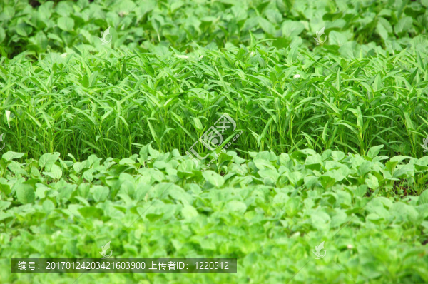 蔬菜農(nóng)場(chǎng)-匯圖網(wǎng) www.fosd68.com 蔬菜農(nóng)場(chǎng)