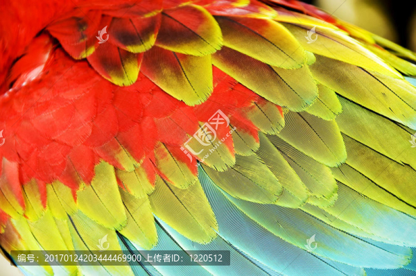 鳥的羽毛-匯圖網(wǎng) www.fosd68.com 鳥的羽毛